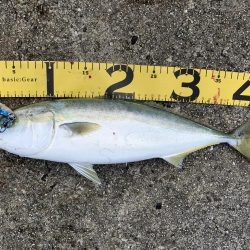 淡路島へビッグブルーを求めて