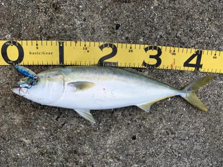 淡路島へビッグブルーを求めて