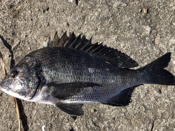 イチノ兄弟、釣果！