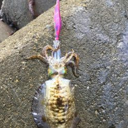 サイズアップならず…