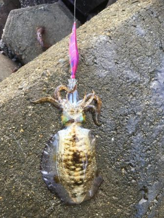 サイズアップならず…