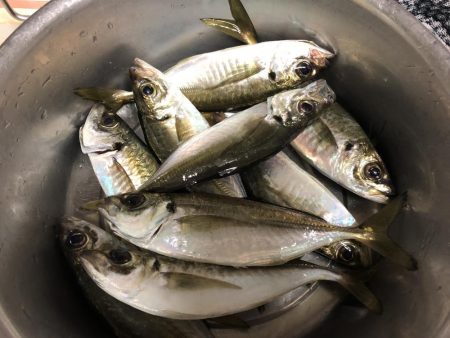 アジ良型釣れました