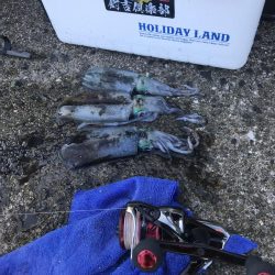 蒲入でエギング