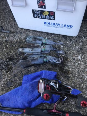 蒲入でエギング