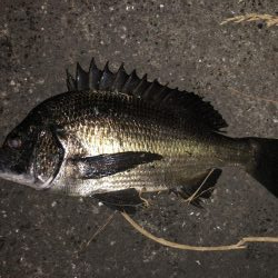 イチノ兄弟、釣果!