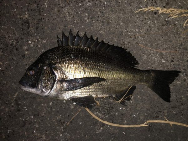 イチノ兄弟、釣果!