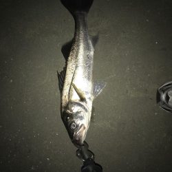 シーバスナイトゲーム秋爆体験