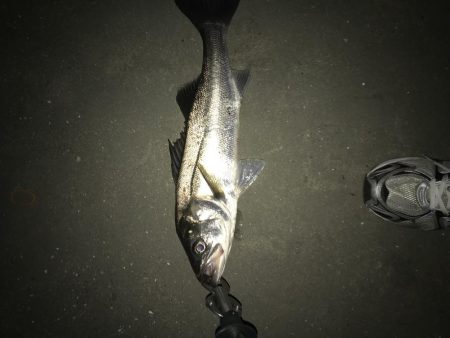 シーバスナイトゲーム秋爆体験