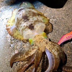 ライトゲーム、エギング