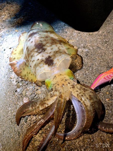 ライトゲーム、エギング