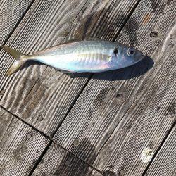 イカダのダンゴ釣り