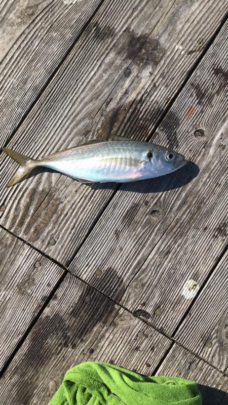 イカダのダンゴ釣り