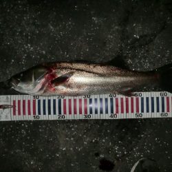 釣り人が増えてきて‥