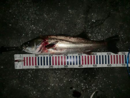 釣り人が増えてきて‥