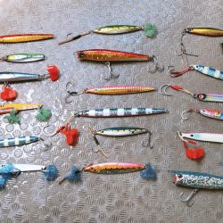 初ヒラマサ求めて？