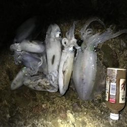 ちょっとだけ遠征エギング