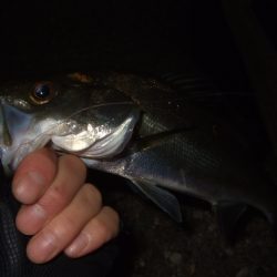 少し大きくなったかな