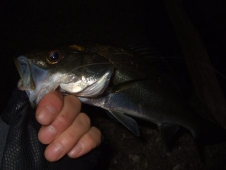 少し大きくなったかな