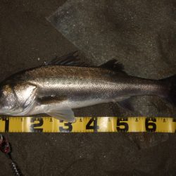 秋の河川シーバス