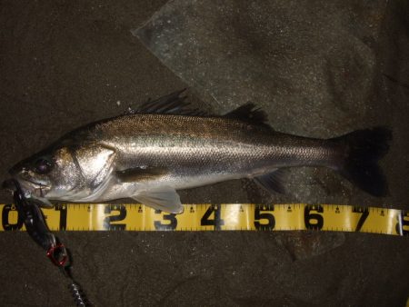 秋の河川シーバス