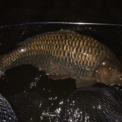 冷え込みで苦戦