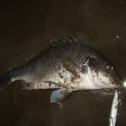 シーズン終盤戦