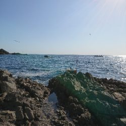 方座浦でグレ釣り