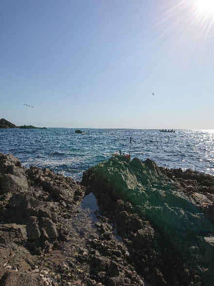 方座浦でグレ釣り