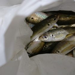 メタルバイブでアジング！！