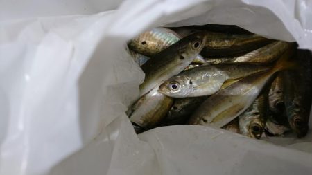 メタルバイブでアジング！！