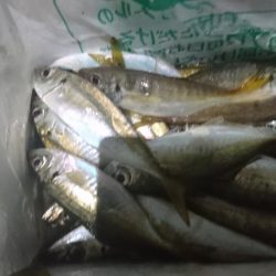 アジを求めて淡路島遠征！！