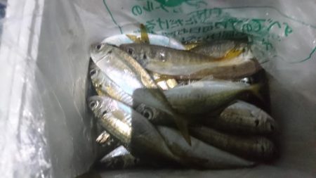 アジを求めて淡路島遠征！！