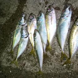 ヒイカがいないのでアジング！！