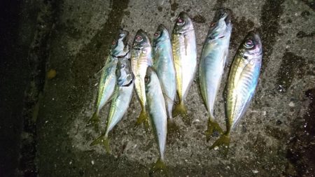 ヒイカがいないのでアジング！！