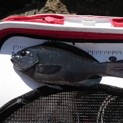 須江でグレ釣り