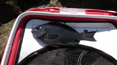 須江でグレ釣り