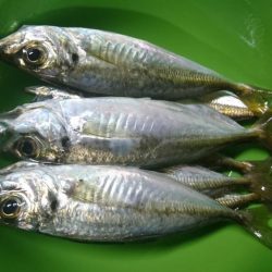 少しだけアジング