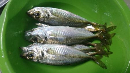 少しだけアジング