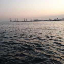 サワラでいいでしょう!