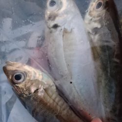 今日はエサ釣り！