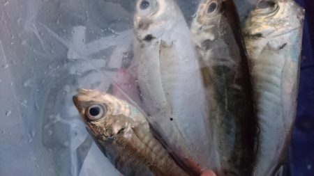 今日はエサ釣り！