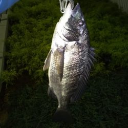 あたり不明確おチヌ