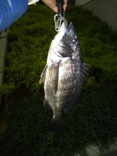 あたり不明確おチヌ