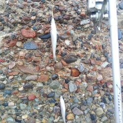 カレイはまだ・・落ちギス良好‼️