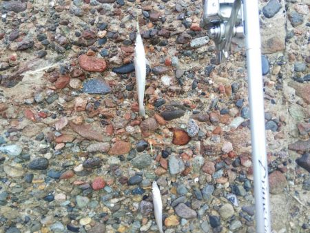 カレイはまだ・・落ちギス良好‼️