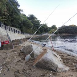 落ちギス活発、カレイはマダ‼️