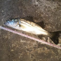 夕方、やや強い風、波少し立ち気味