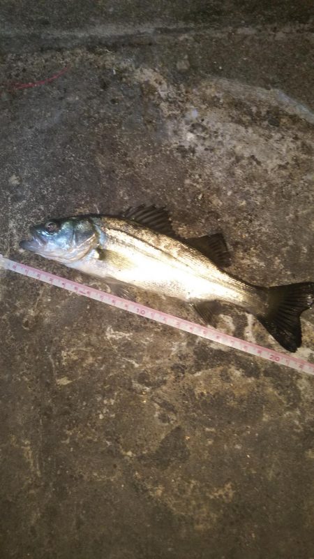 夕方、やや強い風、波少し立ち気味