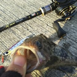 【苅田港】秋のシーバス調査~続き2