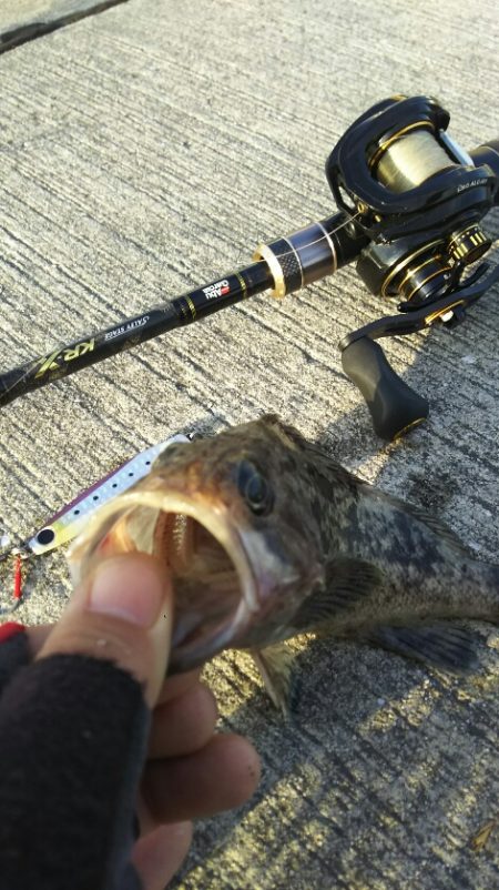 【苅田港】秋のシーバス調査~続き2